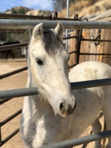 adopt a pony hanaeleh 6