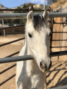 adopt a pony hanaeleh 4