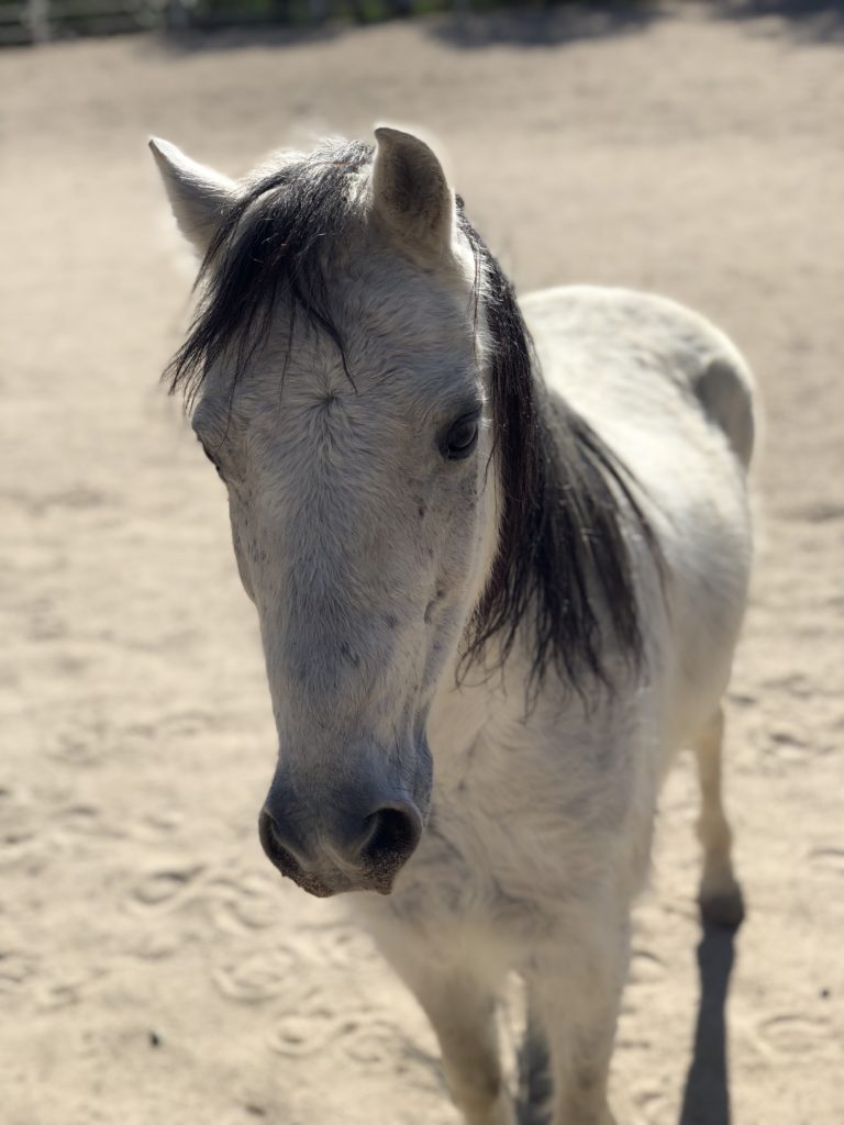 adopt a pony hanaeleh 3