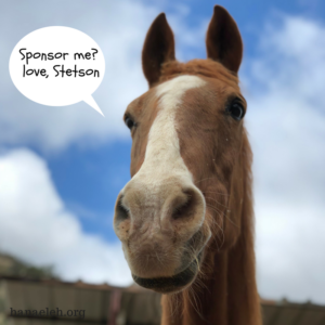 hanaeleh-sponsor-a-horse