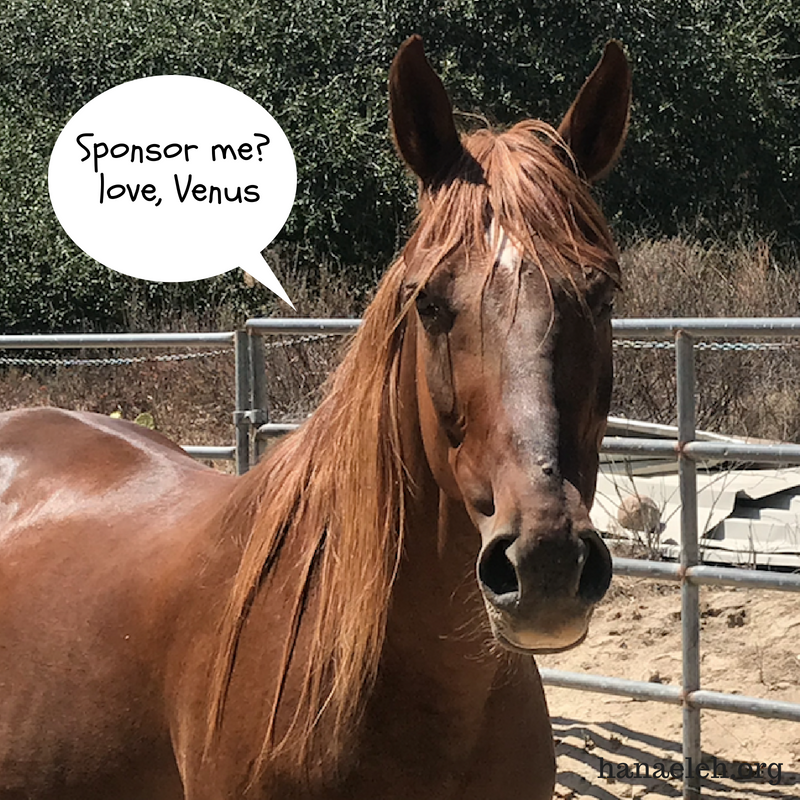 sponsor-a-horse-rescue-orange-county