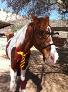 horse-rescue-nonprofit-auditor