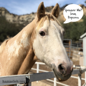 sponsor-horse-rescue-orange-county