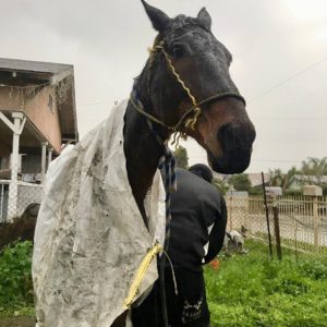 horse-rescue-lou-dillon