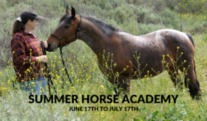 summer-horse-academy-equine-equestrian-training