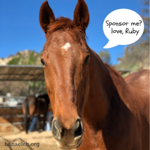 sponsor-a-horse-ruby1