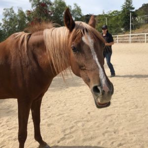 hope-and-grace-horse-rescue-orange-county-3