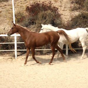 hope-and-grace-horse-rescue-orange-county-6