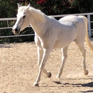 hope-and-grace-horse-rescue-orange-county-2
