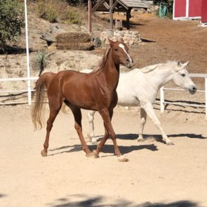 hope-and-grace-horse-rescue-orange-county-4