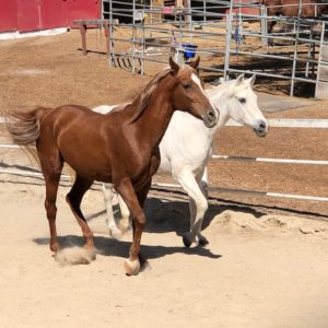 hope-and-grace-horse-rescue-orange-county-5