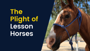 the-plight-of-the-lesson-horse-5