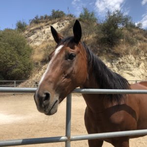 two-new-horses-to-hanaeleh-horse-rescue-orange-county-5