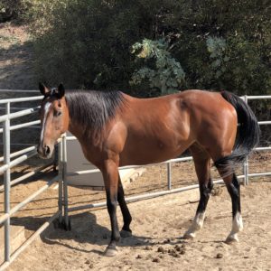 two-new-horses-to-hanaeleh-horse-rescue-orange-county-6