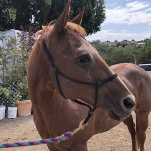 two-new-horses-to-hanaeleh-horse-rescue-orange-county-1