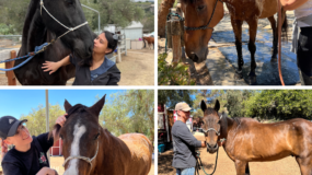 hanaeleh horse rescue virtual open house