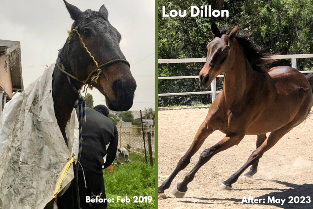 Lou dillon horse rescue