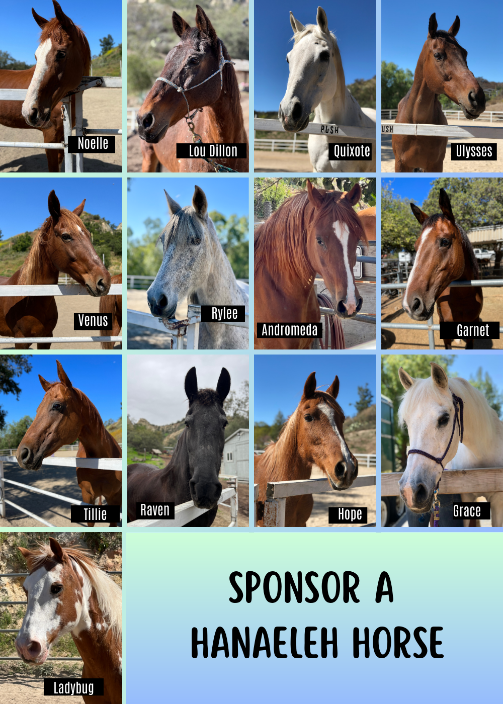 sponsor a horse hanaeleh