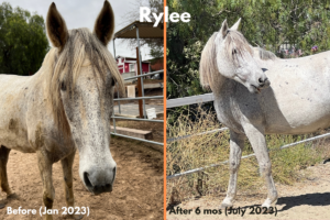 rylee before after rescue