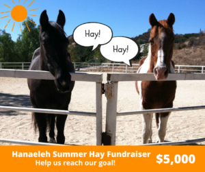 summer hay fundraiser 2023
