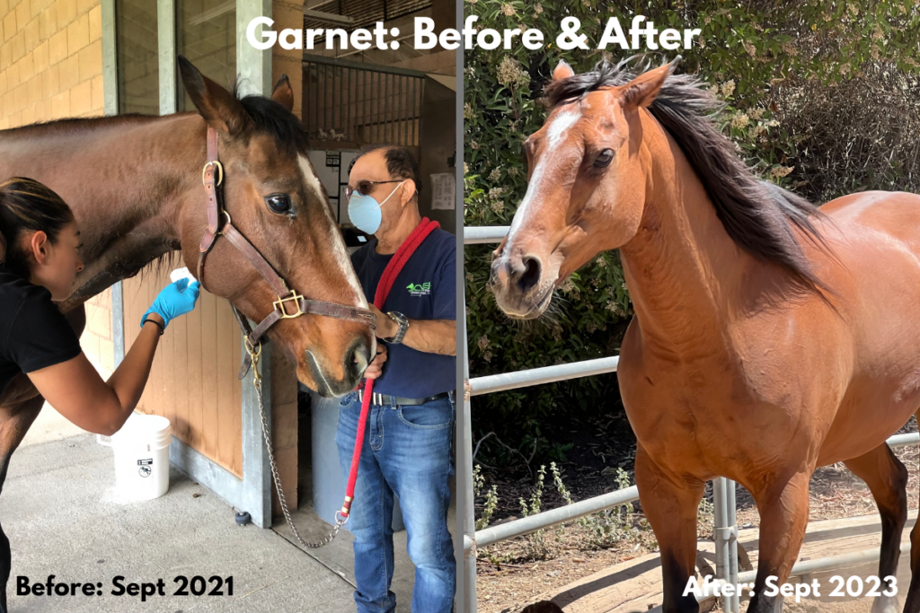 Garnet before and after sponsor a horse