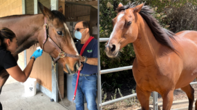 Garnet before and after sponsor a horse