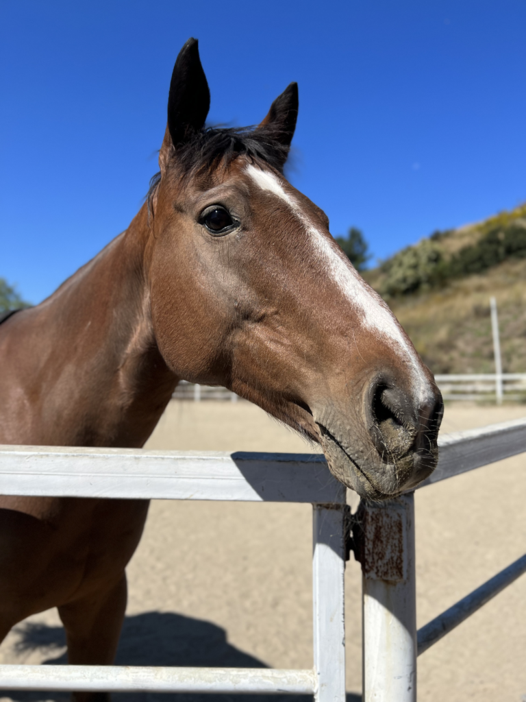 update on garnet sponsor a horse