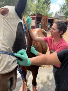 Picture of a horse being given a microchip by a vet