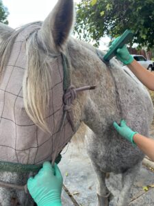 Picture of a grey horse (Rylee) being checked for a microchip