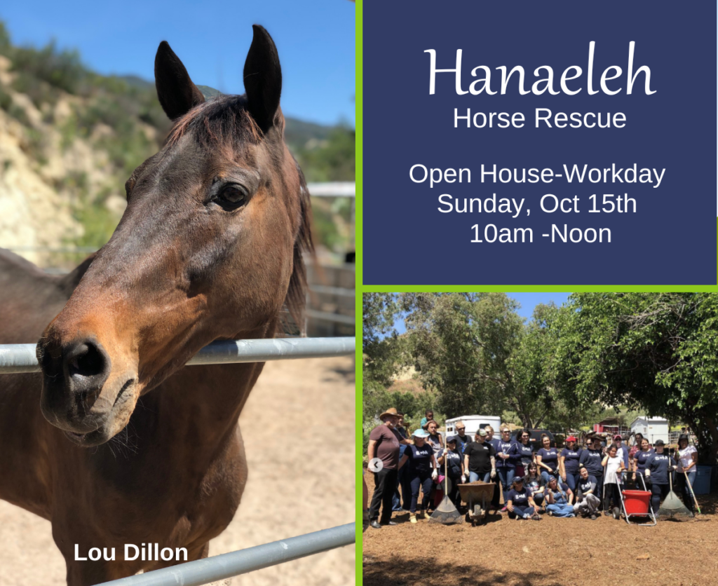 hanaeleh horse rescue open house