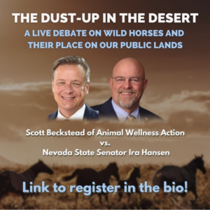 dust up in the desert wild horse debate-1