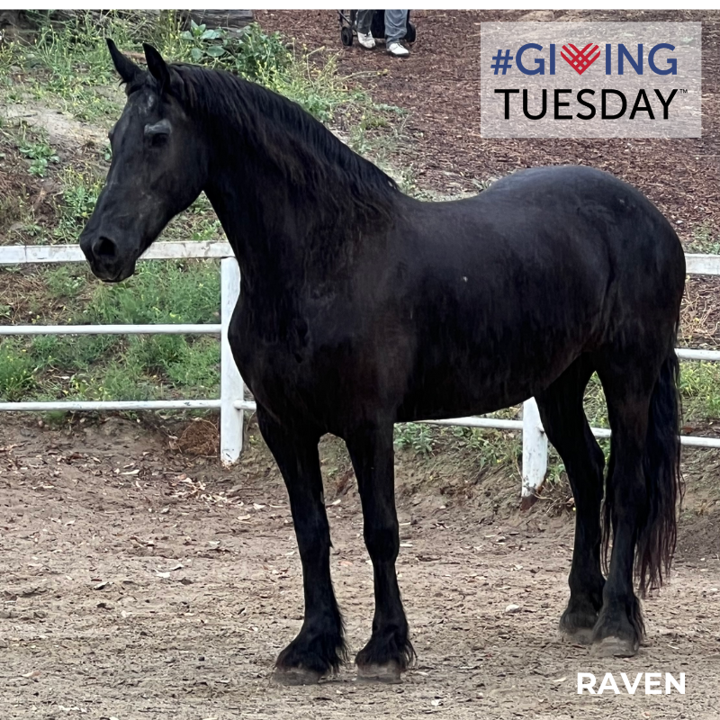 giving tuesday horse rescue